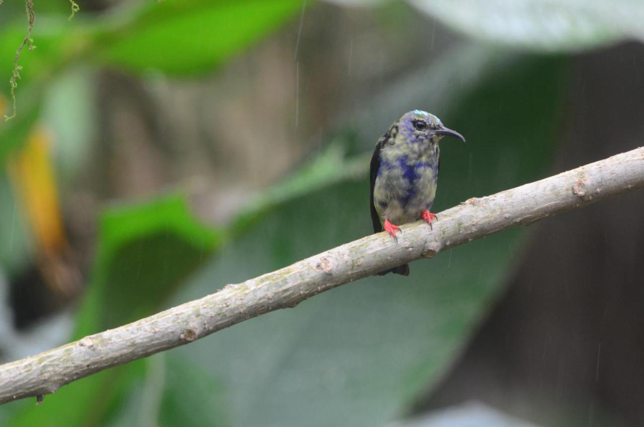 Birds & Breakfast Costa Rica Bed & Breakfast La Tigra  Luaran gambar