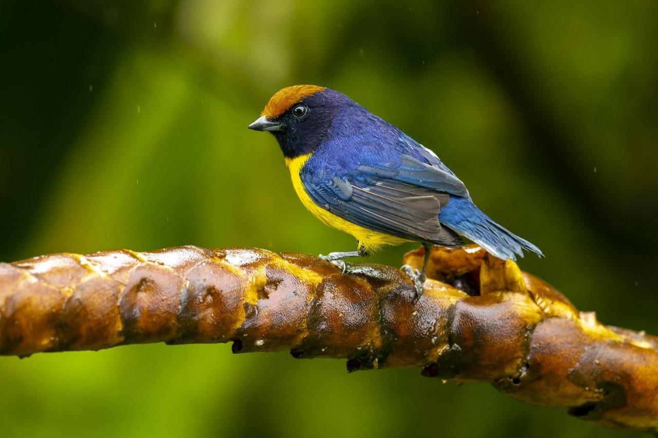Birds & Breakfast Costa Rica Bed & Breakfast La Tigra  Luaran gambar