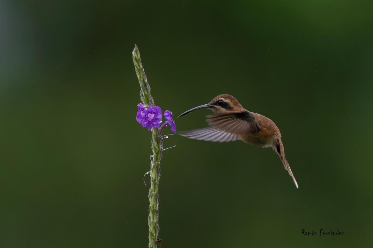 Birds & Breakfast Costa Rica Bed & Breakfast La Tigra  Luaran gambar