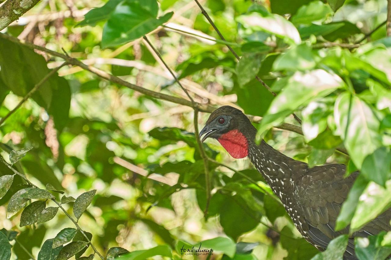 Birds & Breakfast Costa Rica Bed & Breakfast La Tigra  Luaran gambar