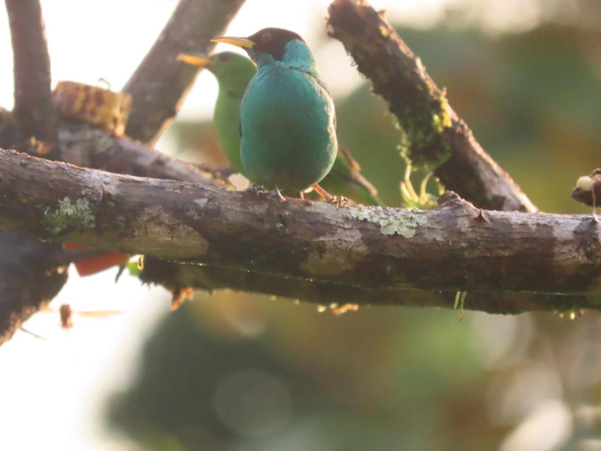 Birds & Breakfast Costa Rica Bed & Breakfast La Tigra  Luaran gambar