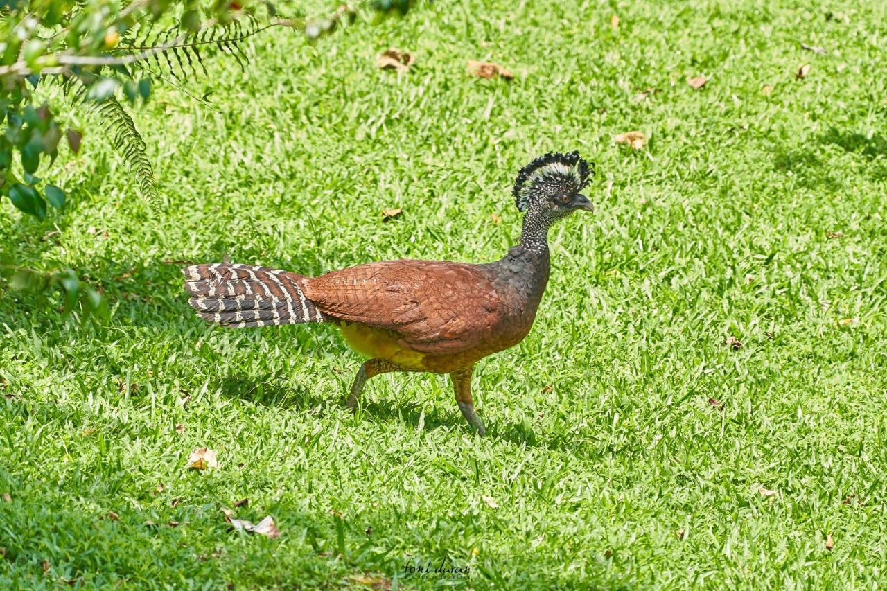 Birds & Breakfast Costa Rica Bed & Breakfast La Tigra  Luaran gambar