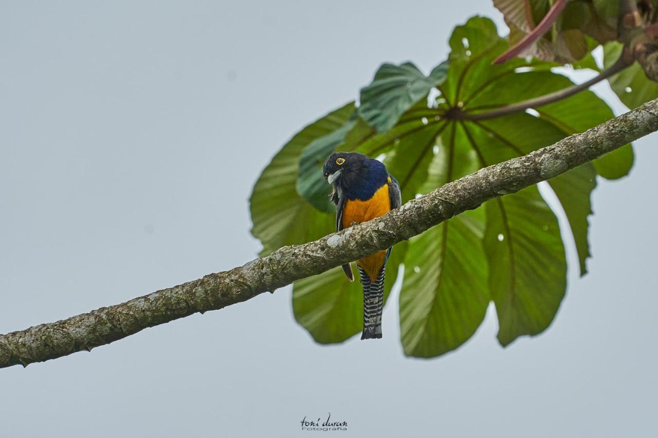 Birds & Breakfast Costa Rica Bed & Breakfast La Tigra  Luaran gambar