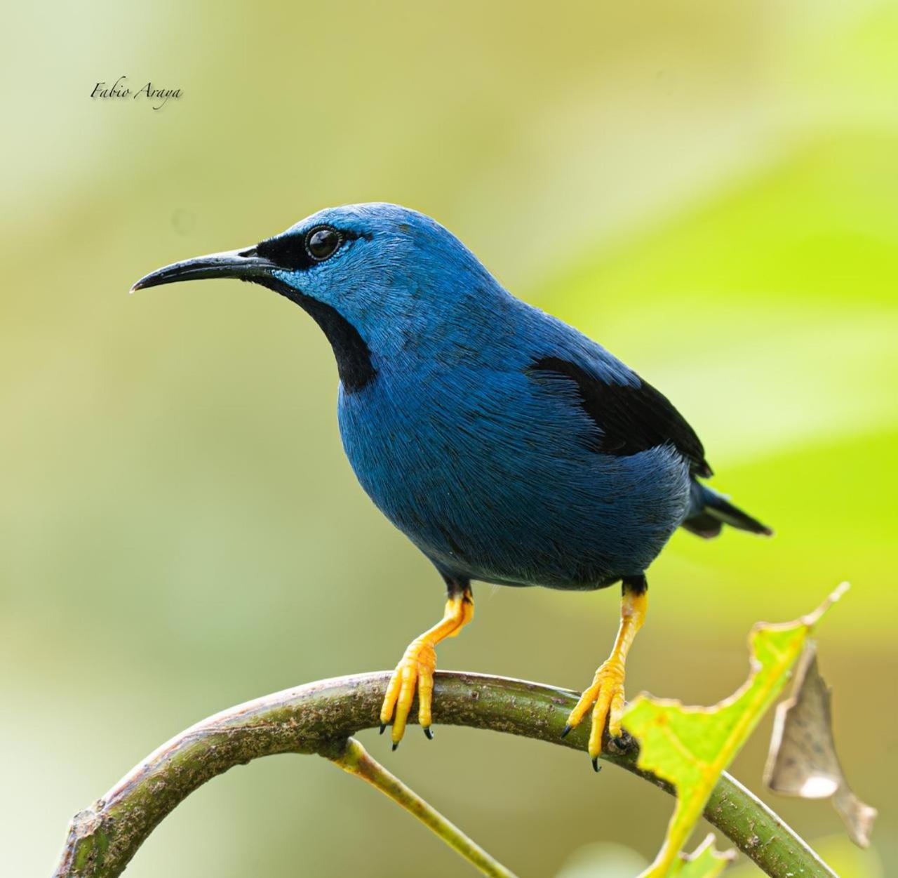 Birds & Breakfast Costa Rica Bed & Breakfast La Tigra  Luaran gambar